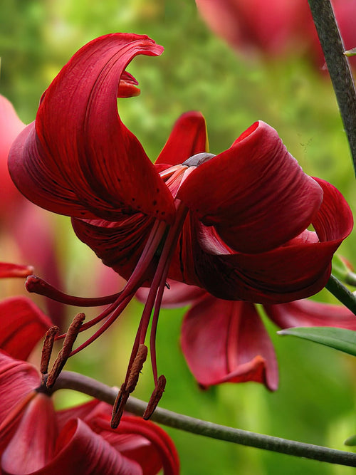 Buy Lily Red Velvet Bulbs