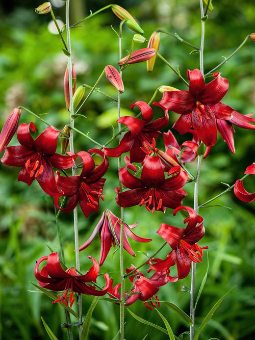 Lily Red Velvet Bulbs