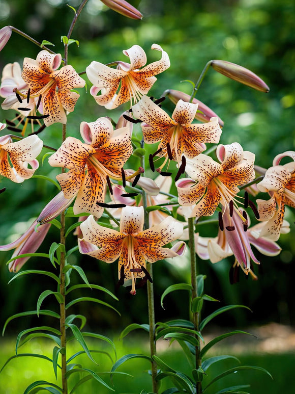 Lily Tiger Babies Bulbs