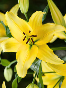 Lily Yellow Power