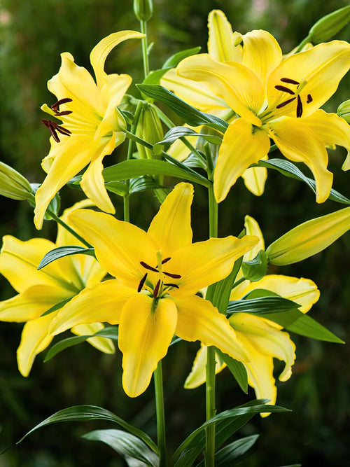Lily Yellow Power