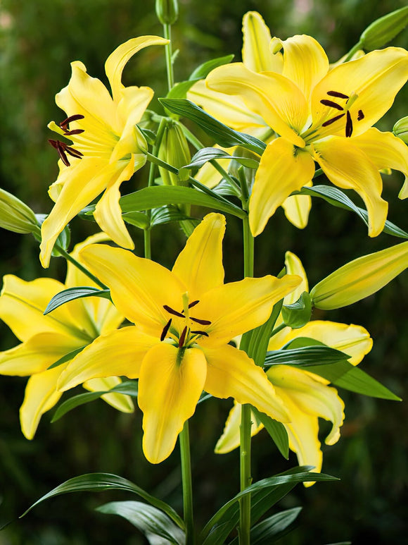 Lily Yellow Power