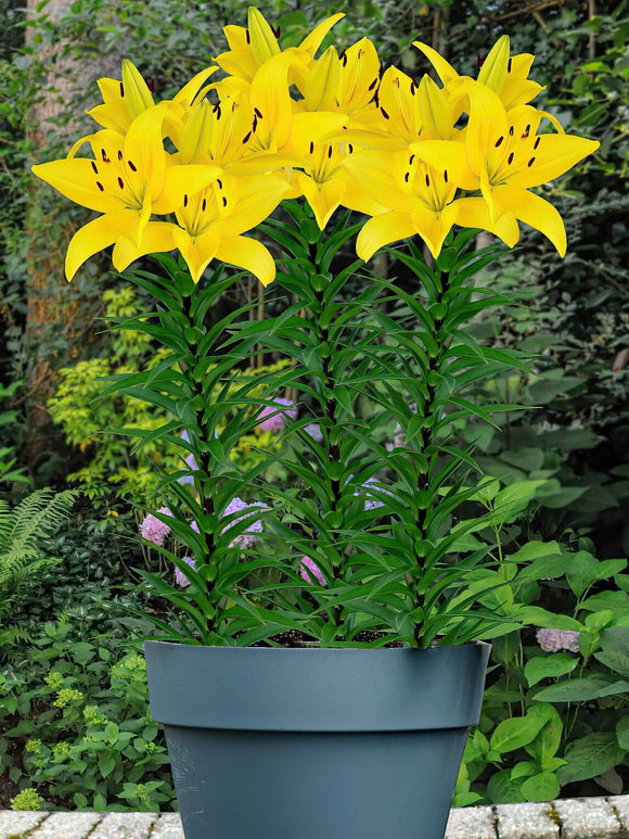 Lily Yellow Power Bulbs