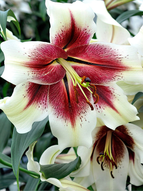 Lily Zeba Bulbs