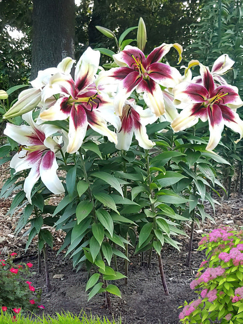 Buy Lily Zeba Bulbs