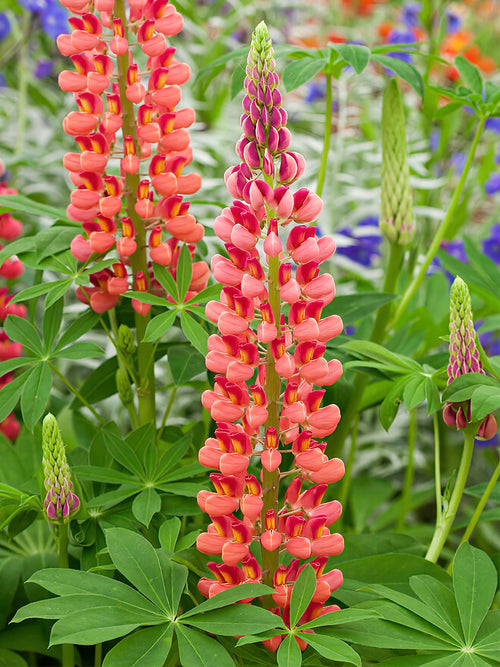 Lupin My Castle bare roots