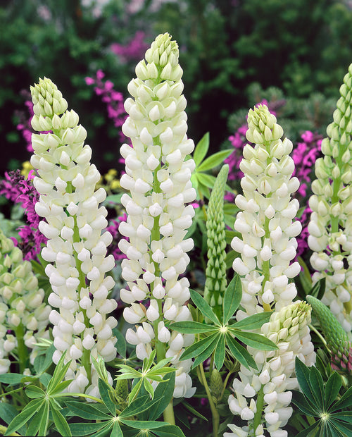 Lupin Noble Maiden bare roots