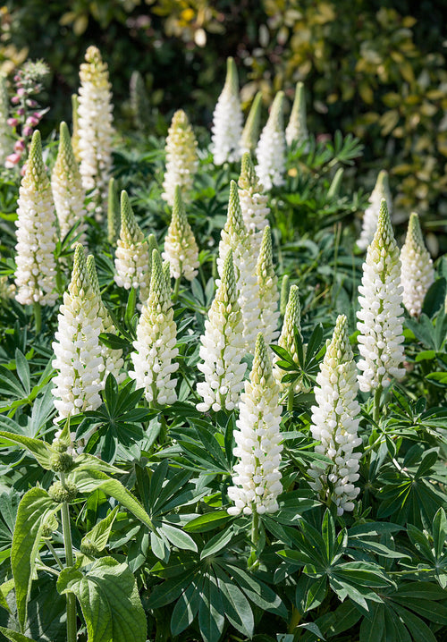 Buy Lupin Noble Maiden bare roots for EU delivery 