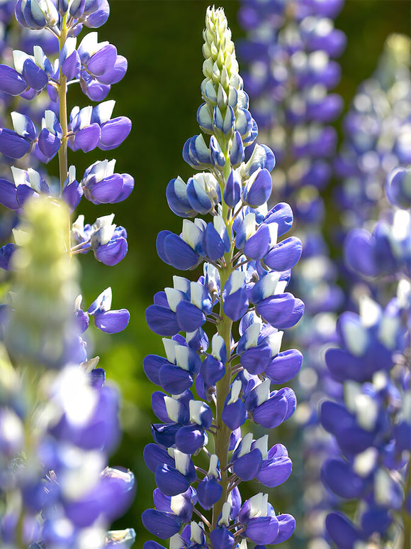 Lupin The Governor Bare Roots for Spring Shipping & Planting to Europe