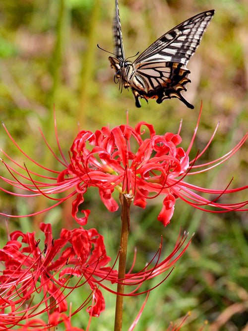 Top quality Red Spider Lily from Holland