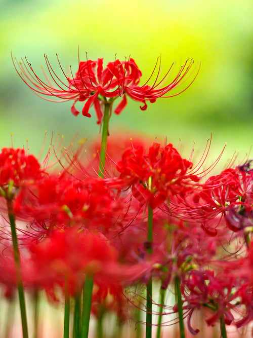 Top quality Red Spider Lily from Holland