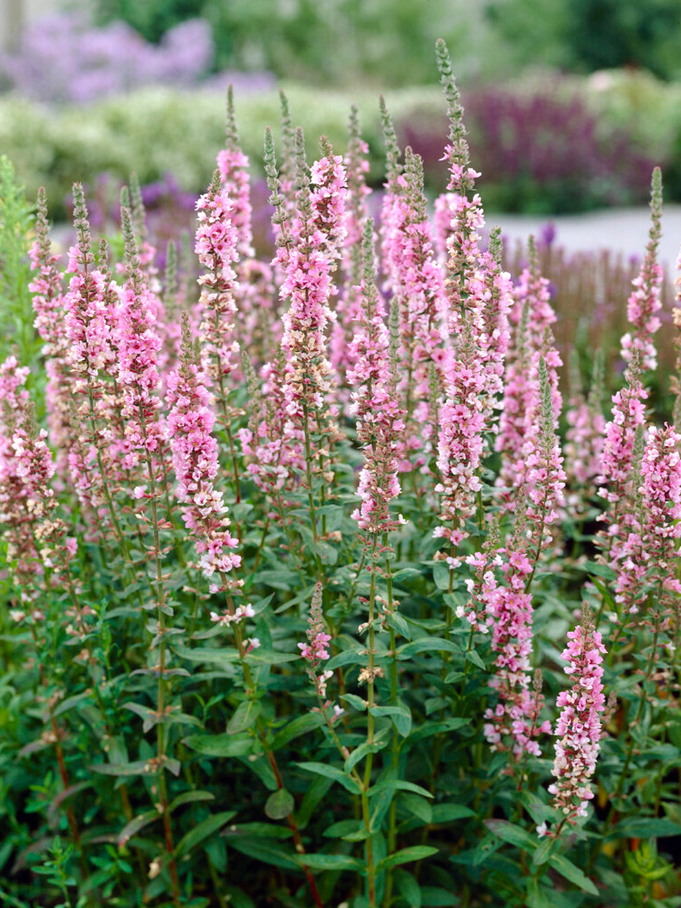 Lythrum Salicaria Blush Purple Loosestrife DutchGrown lythrum-salicaria-blush-purple-loosestrife-dutchgrown
