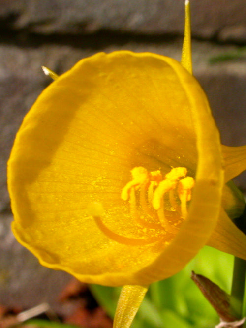 Narcissus Golden Bells - Hoop Petticoat Daffodils - Garden Beauties by DutchGrown