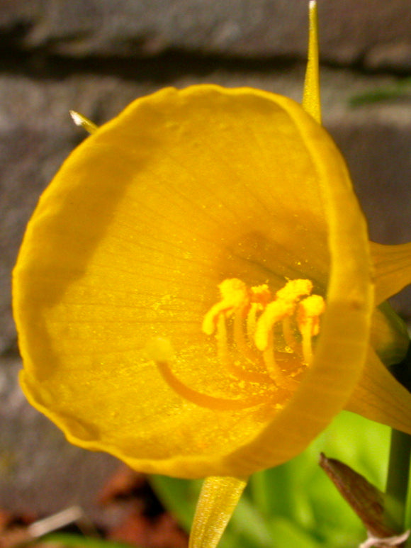 Narcissus Golden Bells - Hoop Petticoat Daffodils - Garden Beauties by DutchGrown