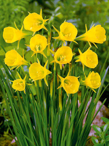 Mini Daffodil bulbocodium Golden Bells