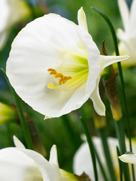 Mini Daffodil bulbocodium White Petticoat Narcissus