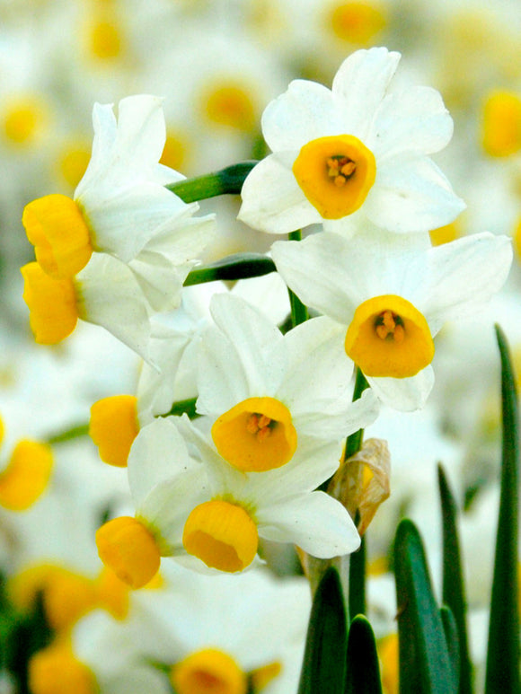 Narcissus Bulbs Canaliculatis