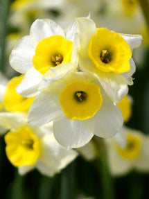 Mini Daffodil Canaliculatis