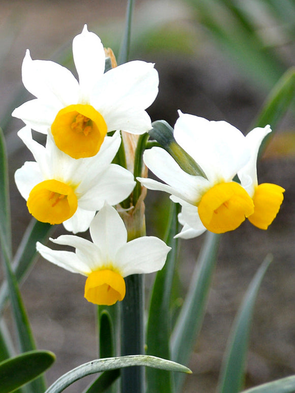 Canaliculatis Daffodil UK Delivery