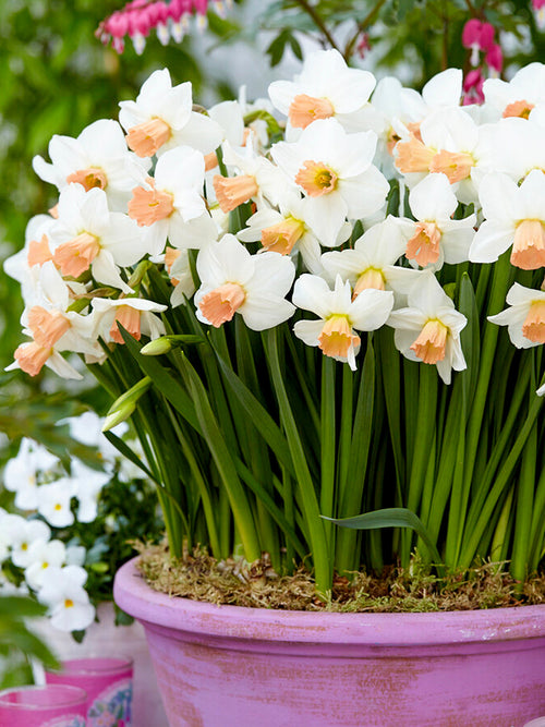 Mini Daffodil Cha Cha - Pure white and pink narcissus for pots and borders