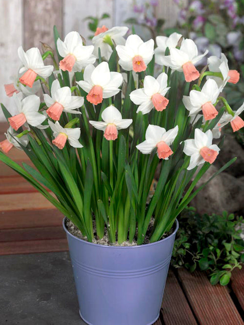 Mini Daffodil Cha Cha - Pure white and pink narcissus for pots and borders