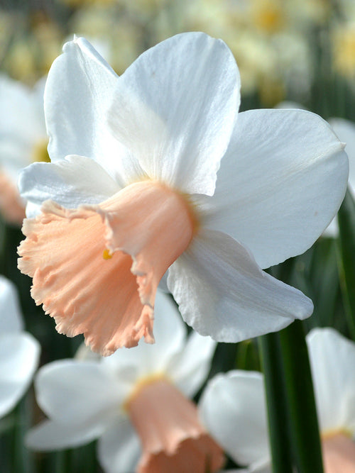 Mini Daffodil Cha Cha - Pure white and pink narcissus bulbs for UK delivery