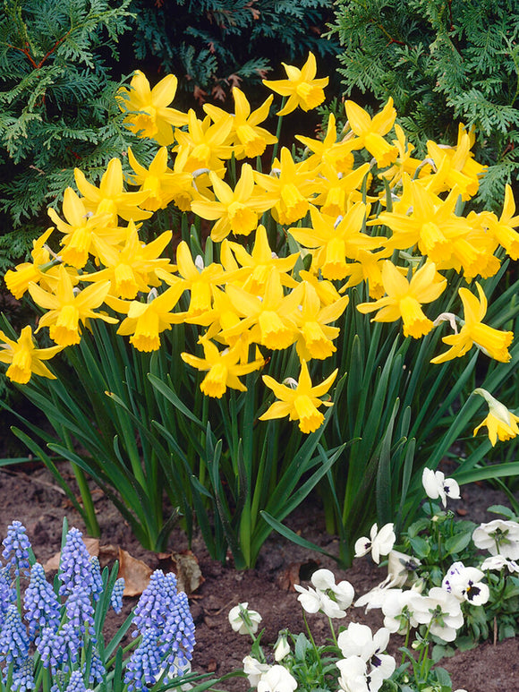 Daffodil February Gold
