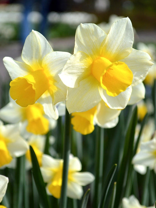 Daffodil Golden Echo UK delivery