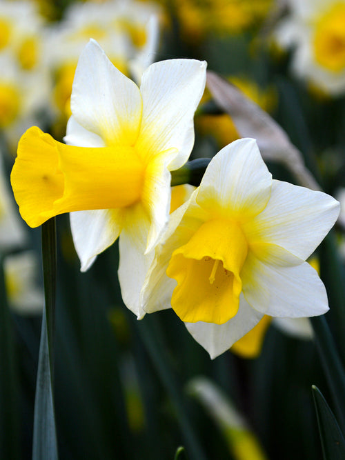 Mini Daffodil Bulbs Golden Echo