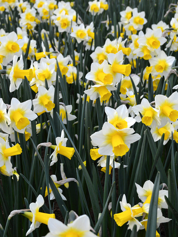 Golden Echo Daffodil Bulbs