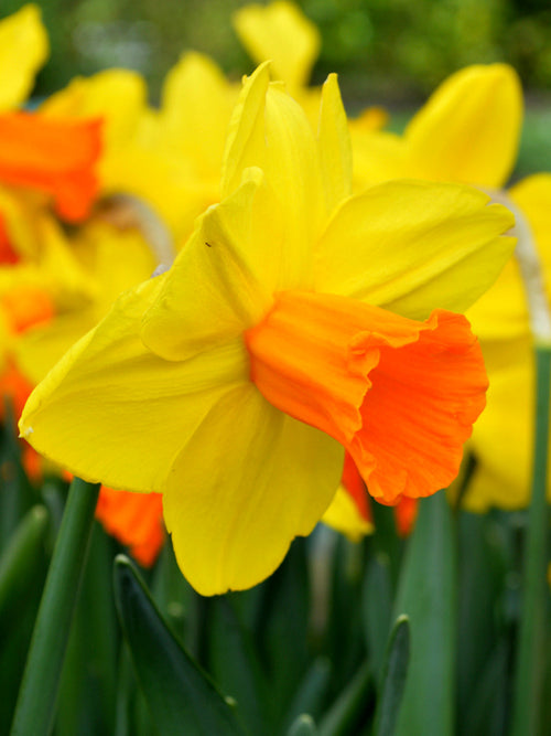 Narcissus Jetfire Flower Bulbs Orange Yellow