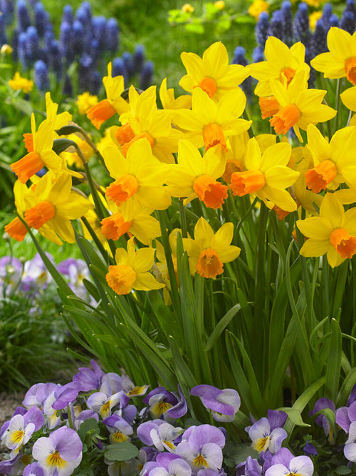Mini Daffodil Jetfire Orange Yellow Flower Bulbs UK