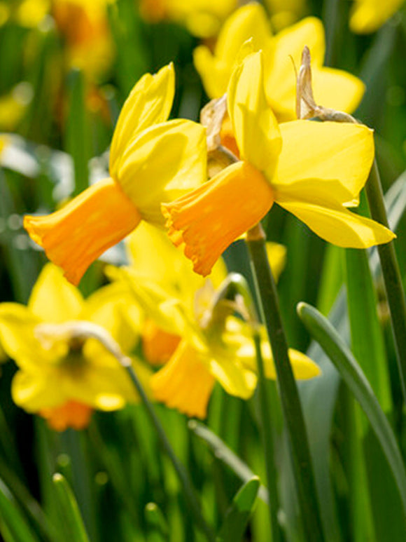 Jetfire Daffodil - Buy Daffodil Bulbs UK