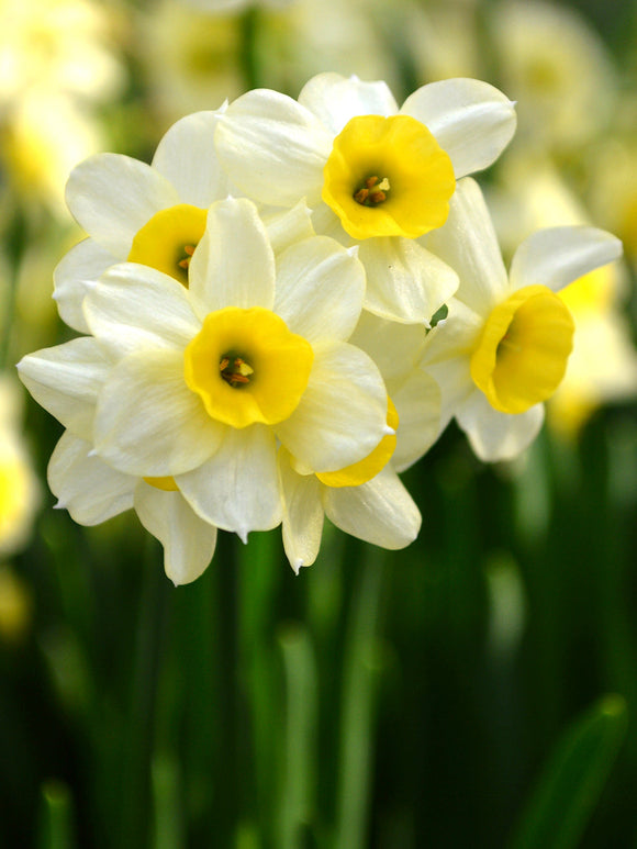 Daffodil Bulbs minnow