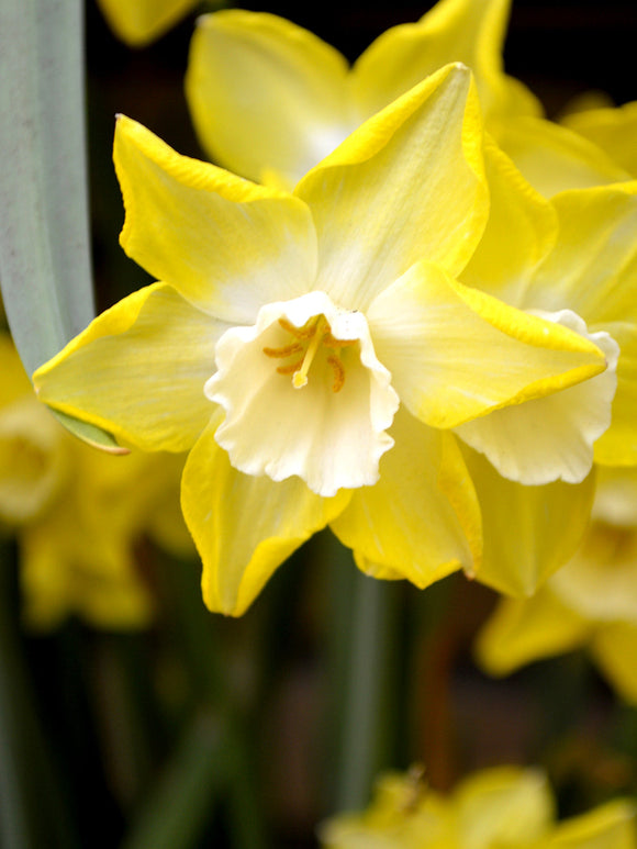 Buy Mini Daffodil Bulbs Pipit shipping to the UK