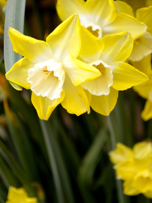Mini Daffodil Bulbs Pipit