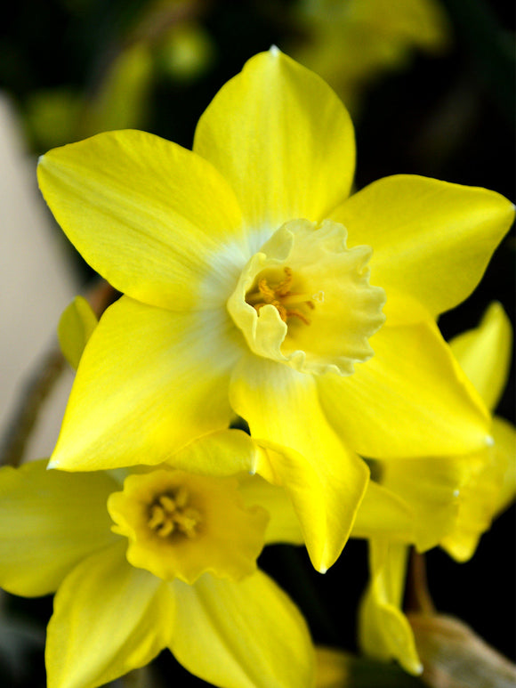 Mini Daffodil Bulbs Pipit UK