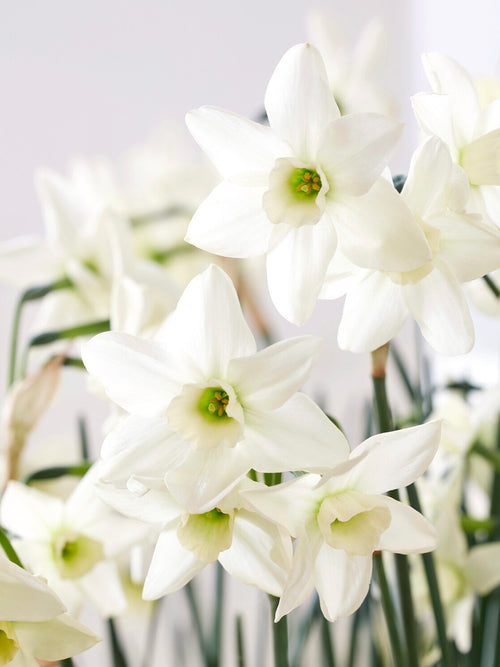 Mini Daffodil Polar Hunter green ivory bloom