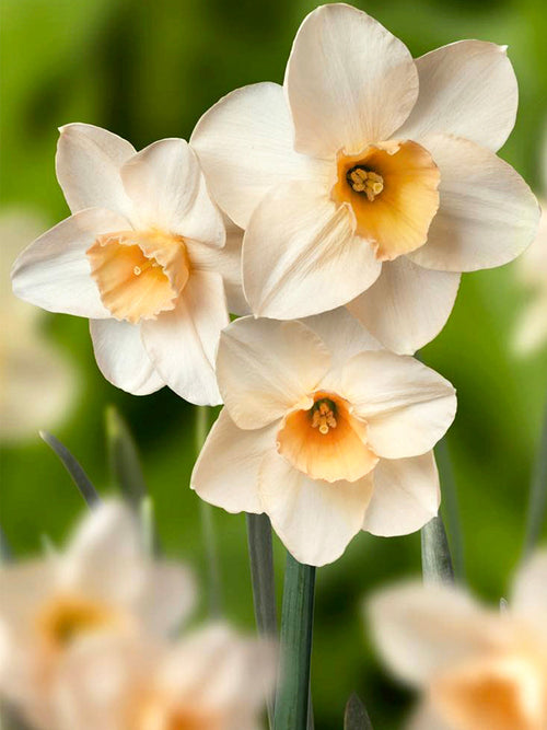 Mini Daffodil Prosecco