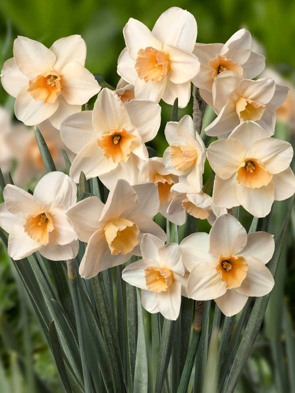 Daffodil Prosecco narcissus flower bulbs