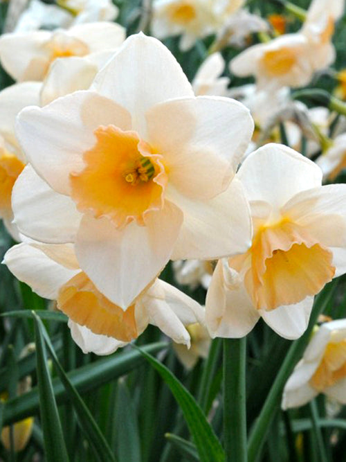 Mini Daffodil 