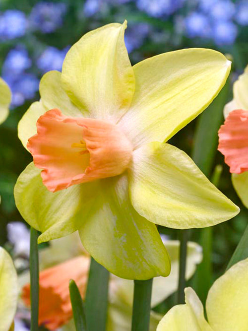 Mini Daffodil Bulbs Prototype