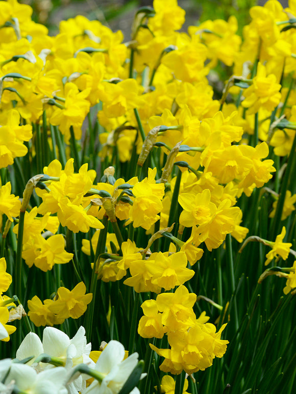 Buy Daffodils Bulbs Quail