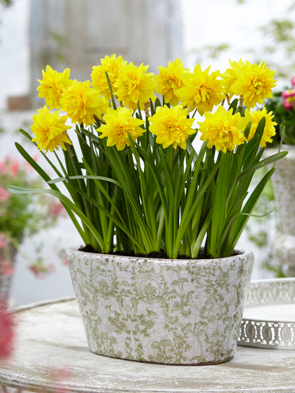 Mini Daffodil Tete Deluxe bulbs