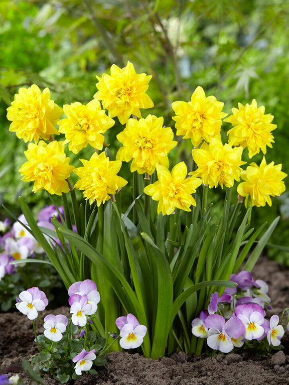 Mini Daffodil Tete Deluxe - EU Autumn Shipping