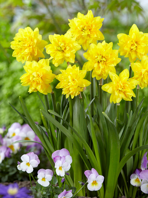 Mini Daffodil Tete Deluxe flower bulbs