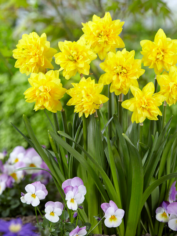 Mini Daffodil Tete Deluxe flower bulbs