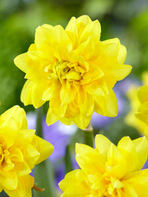 Mini Daffodil Tete Deluxe