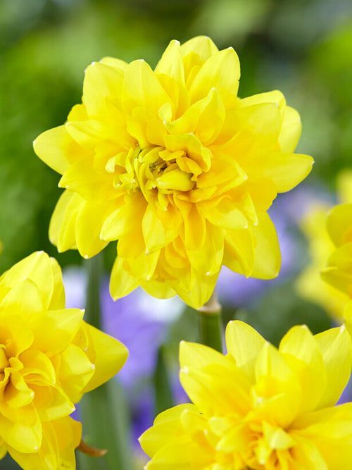 Mini Daffodil Tete Deluxe flower bulbs