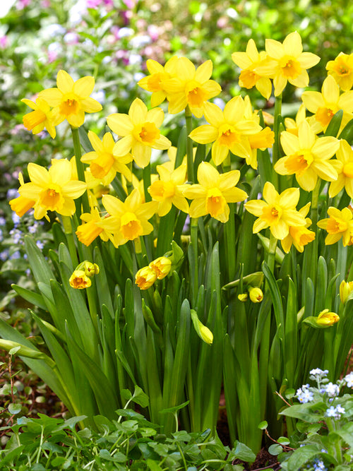 Mini Daffodil Bulbs Tete a Tete
